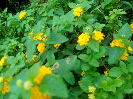 Google Maps image 11