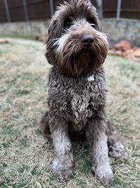 TurnKey Pet and Home Sitting - Photo 6 - Car repair in , Fort Worth