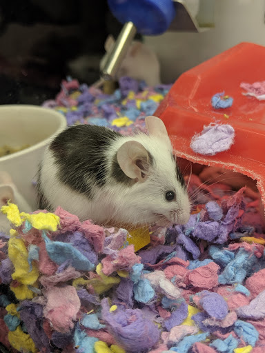 Pet Supply Store «Petco Animal Supplies», reviews and photos, 4345 U.S. 9, Freehold, NJ 07728, USA