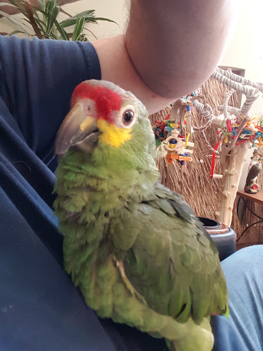 Bird Shop «Parrot & Bird Emporium Inc», reviews and photos, 360 N Westfield St, Feeding Hills, MA 01030, USA