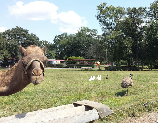 Farm «Pettit Creek Farms», reviews and photos, 337 Cassville Rd, Cartersville, GA 30120, USA