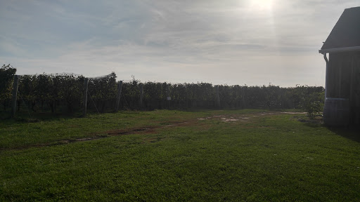 Winery «Roanoke Vineyards», reviews and photos, 3543 Sound Ave, Riverhead, NY 11901, USA