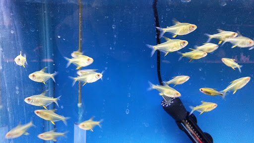 Pet Store «World of Wet Pets», reviews and photos, 8542 SW Apple Way, Portland, OR 97225, USA