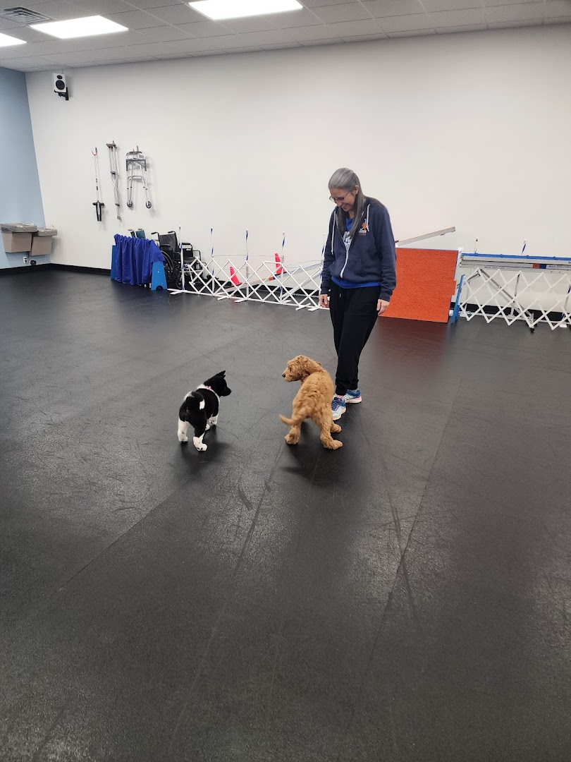 Zoom Room Dog Training