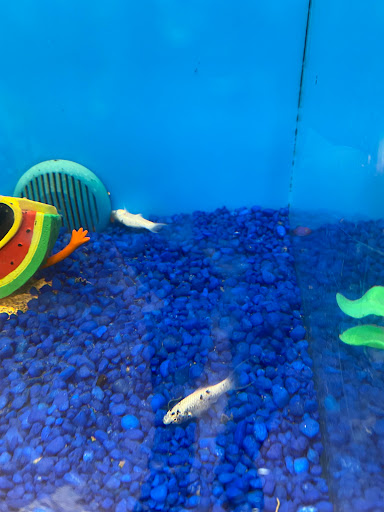 Pet Supply Store «PetSmart», reviews and photos, 5574 West Grand Parkway South, Richmond, TX 77406, USA