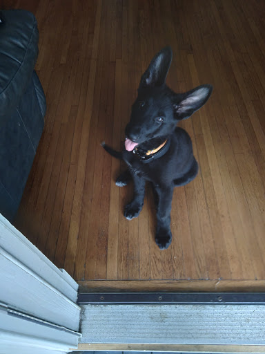 Pet Supply Store «Pet Supplies Plus», reviews and photos, 494 Westgate Dr, Brockton, MA 02301, USA