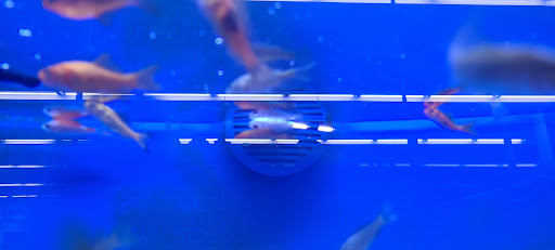 Pet Supply Store «Petco Animal Supplies», reviews and photos, 21348 Kuykendahl Rd, Spring, TX 77379, USA