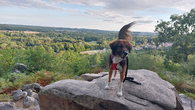 Marion Happy Pets à Étréchy