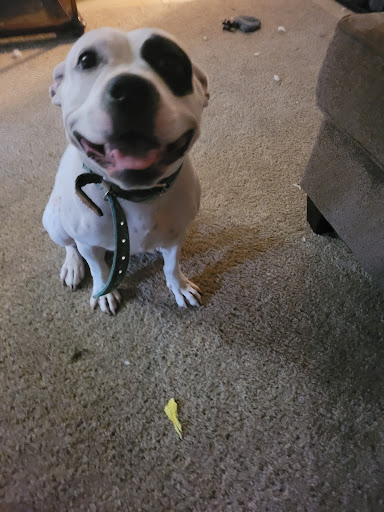 Dr. Walter Belue, DVM image