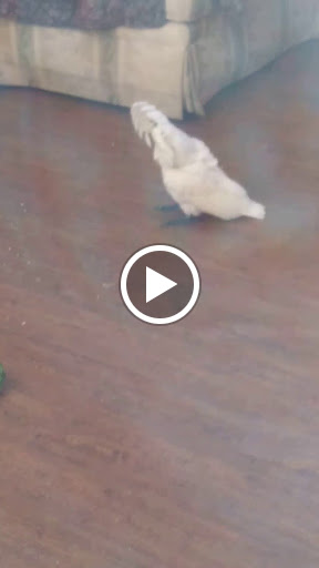 Bird Shop «Parrot & Bird Emporium Inc», reviews and photos, 360 N Westfield St, Feeding Hills, MA 01030, USA