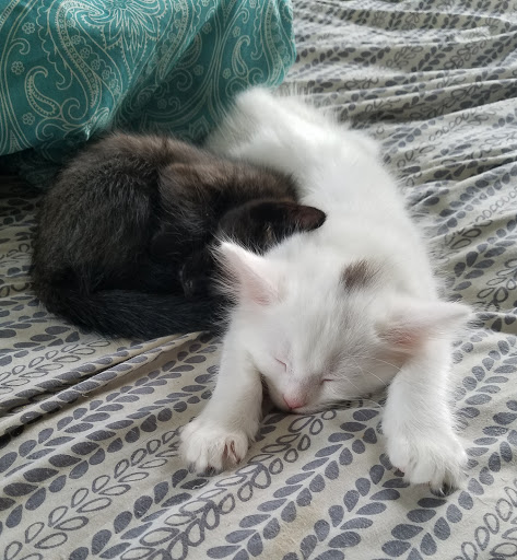 Pet Supply Store «Petco Animal Supplies», reviews and photos, 5717 Plank Rd, Fredericksburg, VA 22407, USA