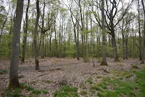 Forêt domaniale de Sénart image