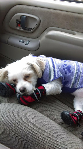 Pet Store «Petland», reviews and photos, 2123 Old Hudson Rd, St Paul, MN 55119, USA