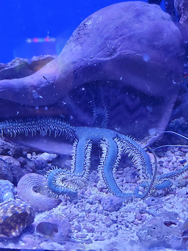 Tropical Fish Store «Belpre Aquarium & Pet Shop», reviews and photos, 1806 Washington Blvd, Belpre, OH 45714, USA