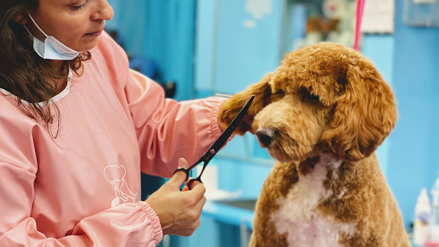 Shiny Paws Grooming & Day Care