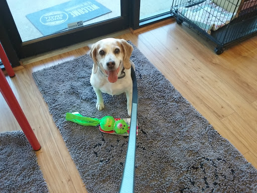 Pet Supply Store «Dog Krazy, Inc.», reviews and photos, 10681 Spotsylvania Ave, Fredericksburg, VA 22408, USA