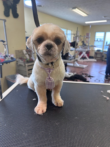 A Special Touch Grooming and Academy