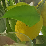 Photo n°1 de l'avis de Petra.l fait le 22/06/2018 à 18:06 sur le  Al Sole à Bardolino