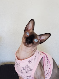 Malu Pet Bliss - Photo 4 - Car repair in , Honolulu