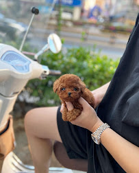 Westside puppies las vegas - Photo 4 - Car repair in Las Vegas, NV, North Las Vegas