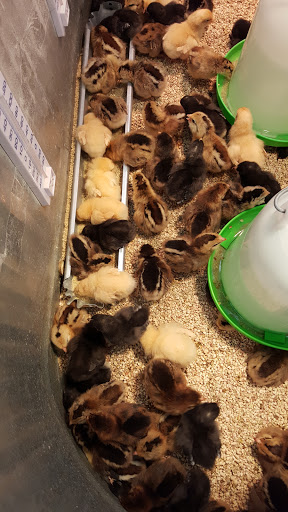 Pet Supply Store «Concord Feed Pet & Livestock Supplies», reviews and photos, 228 Hookston Rd, Pleasant Hill, CA 94523, USA