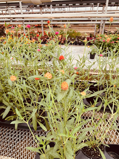 Florist «Fort Thomas Florists & Ghses.», reviews and photos, 63 S Grand Ave, Fort Thomas, KY 41075, USA