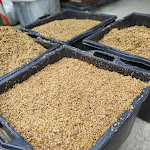 Photo n°2 de l'avis de fabrizio.e fait le 30/10/2020 à 12:21 sur le  Birrificio Altavia à Quiliano