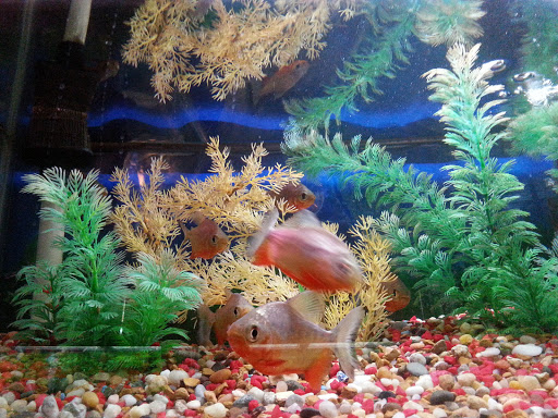 Pet Supply Store «Pet Station Jackson», reviews and photos, 1617 E Michigan Ave, Jackson, MI 49202, USA