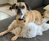 Aunt Kristy’s Pet Sitting - Photo 4 - Car repair in , Phoenix