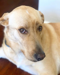 Woof! Orlando - Photo 5 - Car repair in Orlando, FL, Orlando