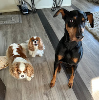 Dog Busters San Diego - Photo 7 - Car repair in , Carlsbad