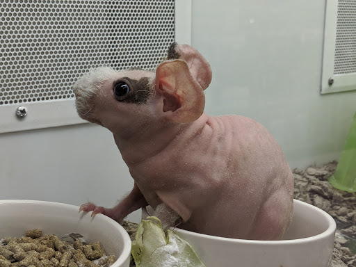 Pet Supply Store «Petco Animal Supplies», reviews and photos, 6672 Lonetree Blvd, Rocklin, CA 95765, USA