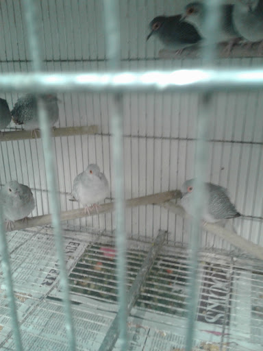 Pet Store «El Granero Pet Shop», reviews and photos, 15700 Atlantic Ave, Compton, CA 90221, USA