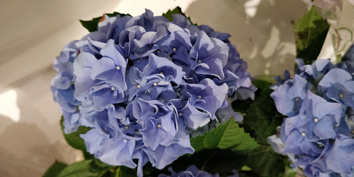 Florist «Thrifty Florist Ann Arbor», reviews and photos, 3021 Carpenter Rd, Ypsilanti, MI 48197, USA