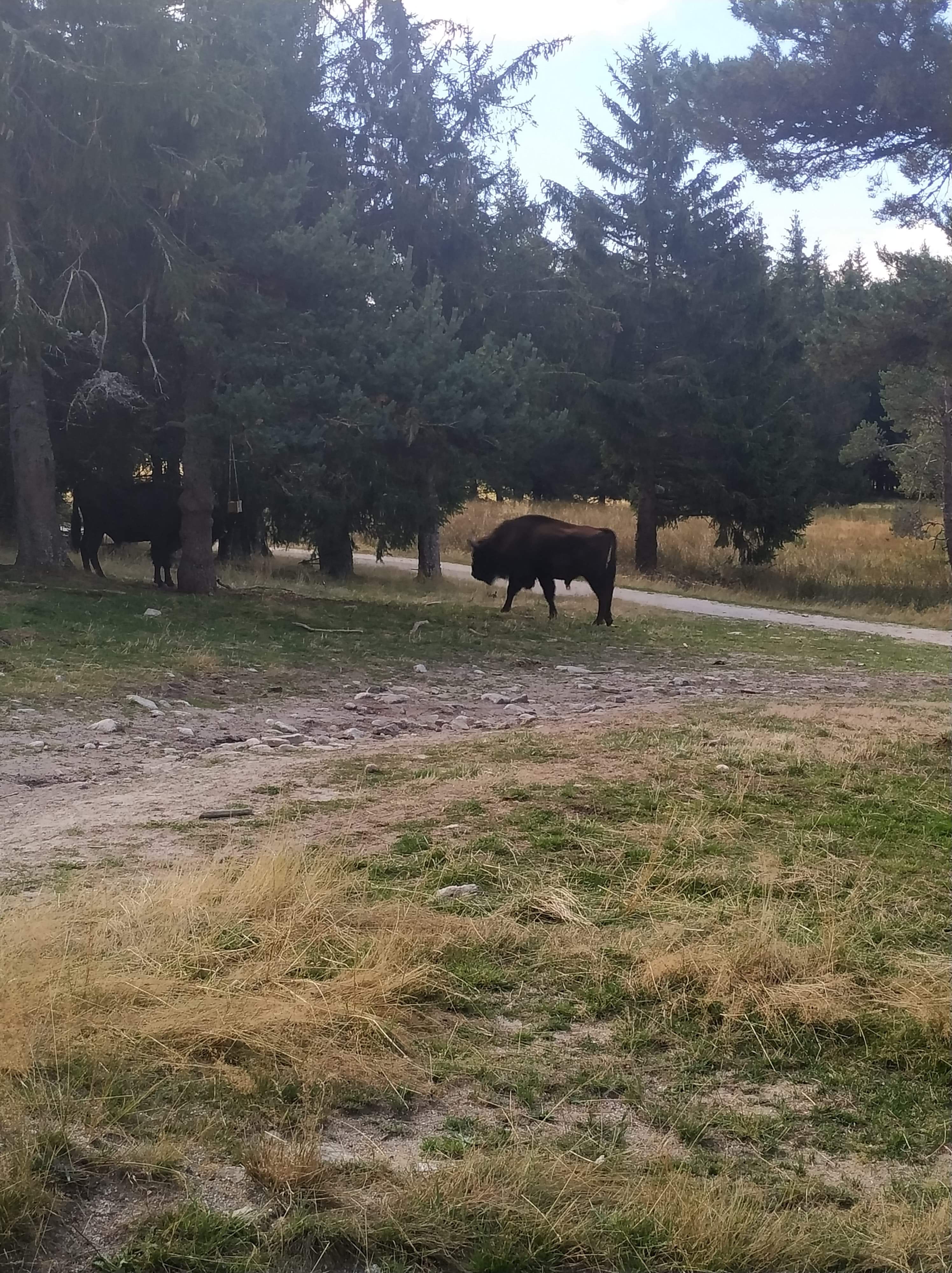 Photo n° 3 de l'avis de sylvain.o fait le 06/09/2020 à 15:14