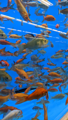 Pet Supply Store «Petco Animal Supplies», reviews and photos, 5994 Montana Ave, El Paso, TX 79925, USA