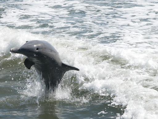 Tour Agency «Everglades National Park Boat Tours», reviews and photos