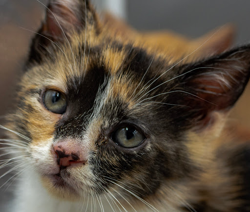 Pet Supply Store «Pet Supermarket», reviews and photos, 1746 E Silver Springs Blvd, Ocala, FL 34470, USA