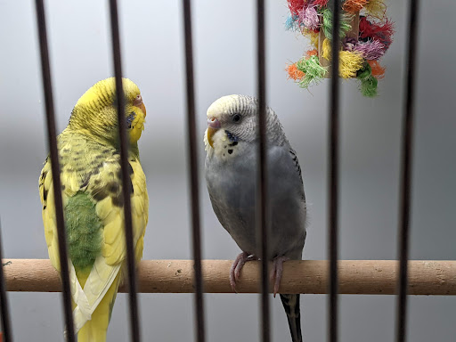 Pet Supply Store «Pet Supplies Plus», reviews and photos, 5708 State St, Saginaw, MI 48603, USA