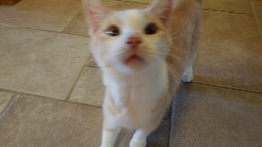 Pet Supply Store «Pet Supplies Plus», reviews and photos, 946 Joliet St, Dyer, IN 46311, USA