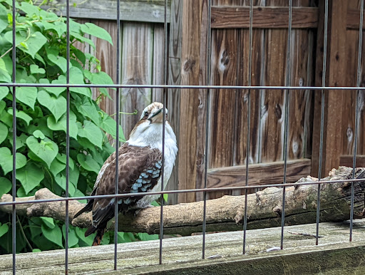 Zoo «Luray Zoo A Rescue Zoo», reviews and photos, 1087 U.S. 211, Luray, VA 22835, USA