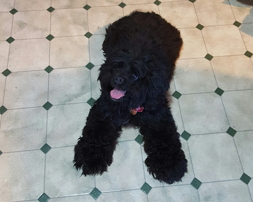 Pet Store «All Pets Club», reviews and photos, 405 Queen St, Southington, CT 06489, USA