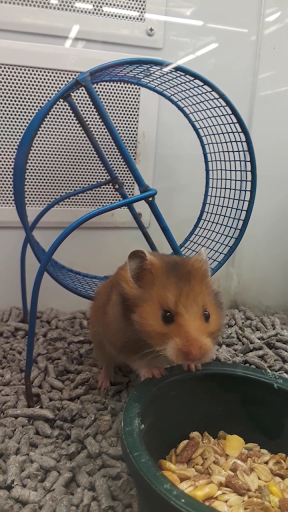 Pet Store «Super Pets», reviews and photos, 9403 E Las Tunas Dr, Temple City, CA 91780, USA