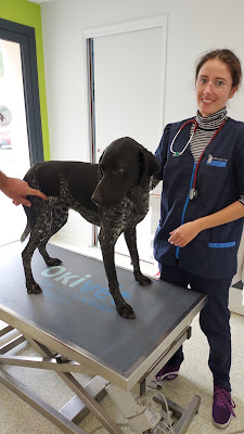 Okivét - Clinique Vétérinaire VallDor à Souillac