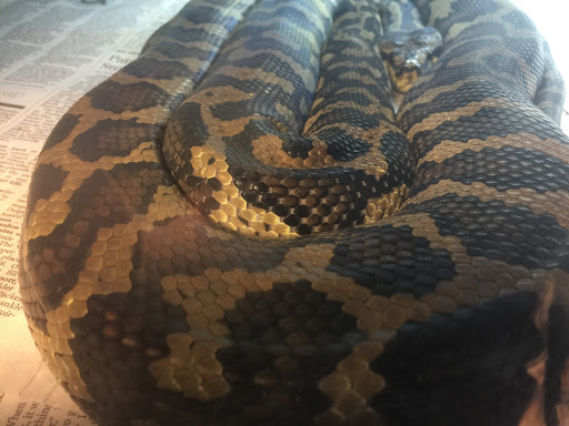 Pet Supply Store «Pet Bazaar», reviews and photos, 490 FL-436, Casselberry, FL 32707, USA