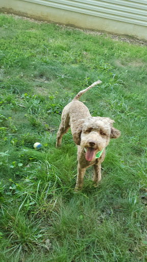 Pet Supply Store «Dog Krazy, Inc.», reviews and photos, 10681 Spotsylvania Ave, Fredericksburg, VA 22408, USA