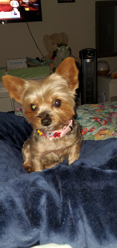 Pet Supply Store «Petco Animal Supplies», reviews and photos, 4139 US Hwy 98 N, Lakeland, FL 33809, USA