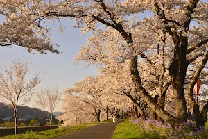 Hiikawa Riverbank Cherry Blossoms image