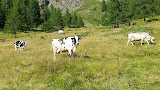 Vidéos Vacances à la ferme Nestalp 38024 Peio (miniature)