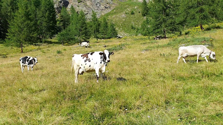 Vidéos Vacances à la ferme Nestalp 38024 Peio